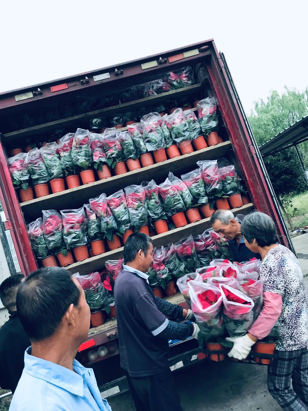 反季節  一品紅